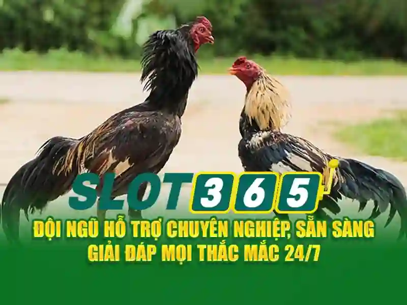 Slot365 là gì?