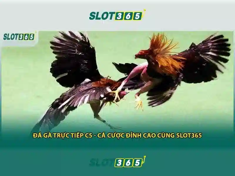 Slot365: Nền tảng slot trực tuyến uy tín và phổ biến Giao diện nhà cái hoàn hảo
