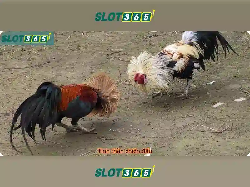 Slot365 là gì, đánh giá và hướng dẫn chơi slot trực tuyến an toàn Giao diện nhà cái hoàn hảo