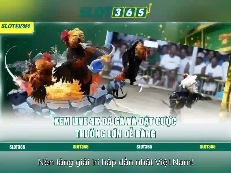 Tổng quan về Slot365